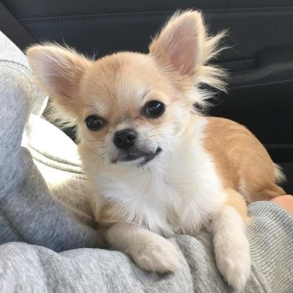獣医師監修 犬が吐くのはストレス 症状や嘔吐物の色から原因を解明 いぬのきもちweb Magazine